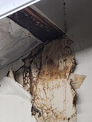 Drywall Mold from roof leaking.