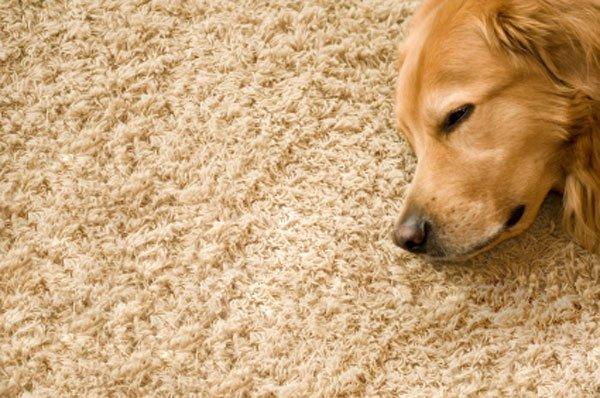 Pet Odor Elimination Service Northbrook, IL