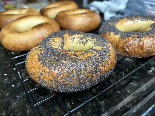 Poppy Seed Bagel