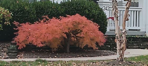 Beautiful fall color on this Japanese Maple