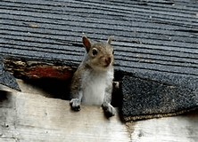 Squirrel coming out of an attic