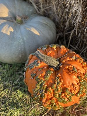 Family Fun Pumpkin Picking