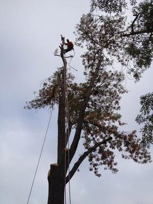 Tree Removal