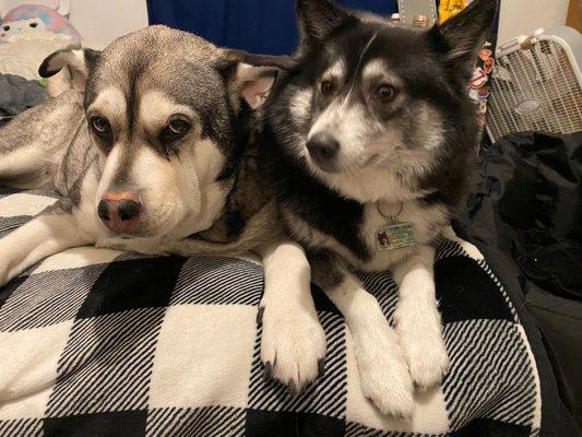 Tika  & Koda