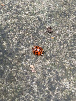 Lucky lady-bug