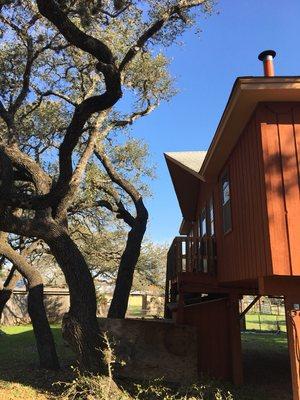 Trimmed Tree away from house