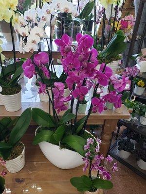 Orchids in Easter plant display