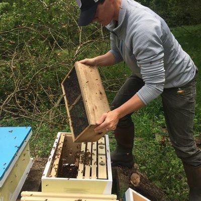 Heather installing a Package of Bees at the SCAN property in the Spring of 2016.