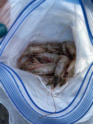 Shrimp bait