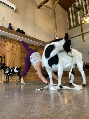 Goats and yoga