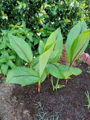 Living earth is a wonderful place to get all of my outdoor planting and landscaping needs.  Photos are from using their landscaping soil.