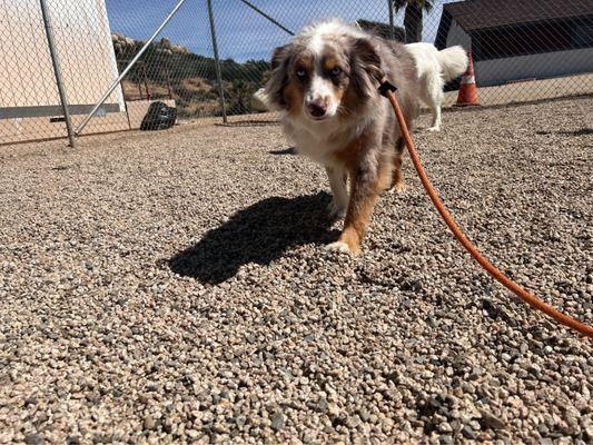 Our mini Australian Shepherd getting some training at Marvel