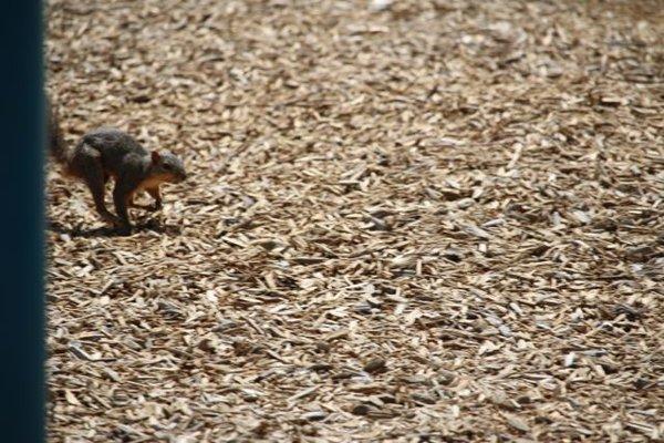 Willow Creek Park Playground Squirrel. Photo by Happy Tails Pet Pal, LLC.