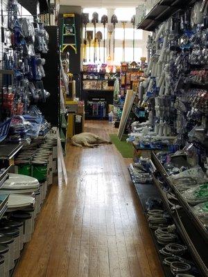 paint supplies and the house dog near the register.