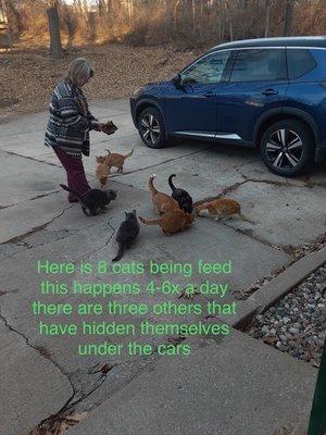 7 cats being feed three more cats under the car.