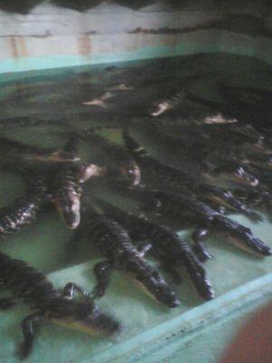 Gator farm! Hungry! Bet they are! lol