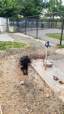 Hopefully your dog doesn't lay in this puddle like mine does.. (also, this beautiful girl is a Lab mix and she's up for adoption)!