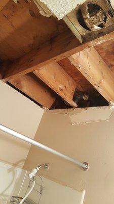 Had to rip my bathroom ceiling down. They have no idea how to fix this!