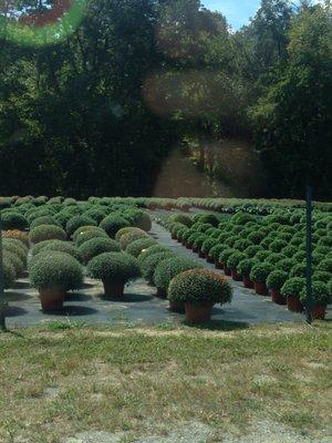 Lots of mums in the fall