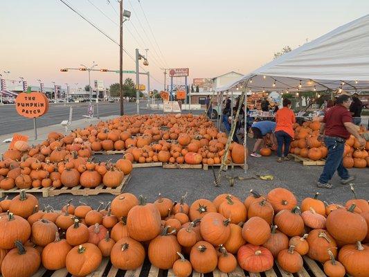 Pumpkin Patch