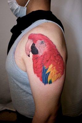 Realistic color Macaw portrait