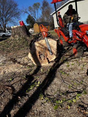 Tree removal