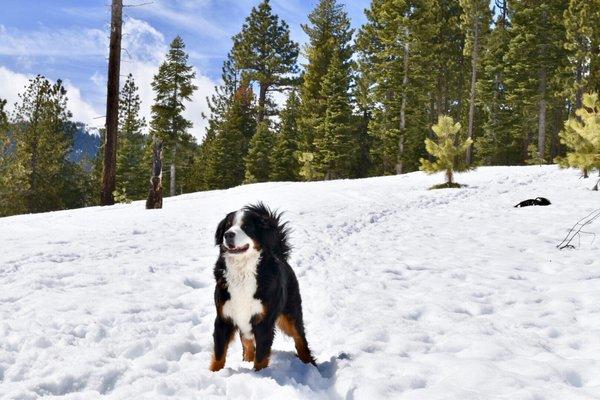 Tahoe Adventure Pups