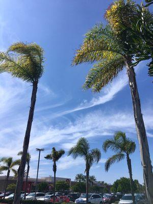 windswept clouds and swaying leaves