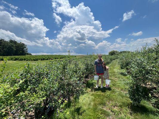 Beautiful views from one of the blueberry patches