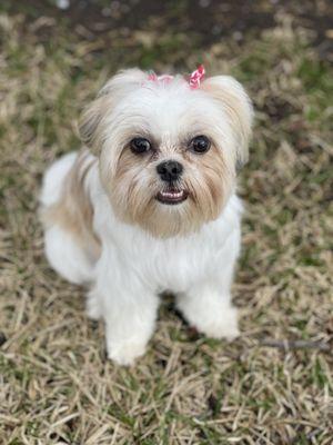 Kokos front profile after her grooming appointment!