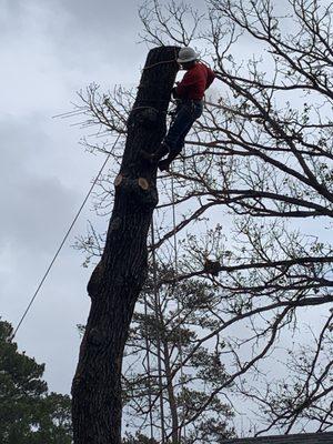 Tree service at its best