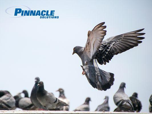 Pinnacle Solutions