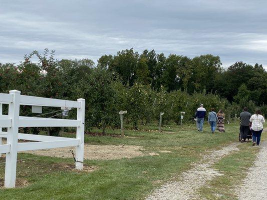 Apple orchard