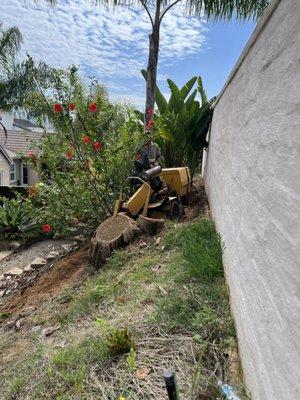 Stump Removal