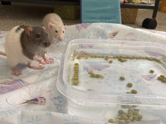 A photo of my first two rats "pea fishing" at home. Healthy, playful, and friendly!