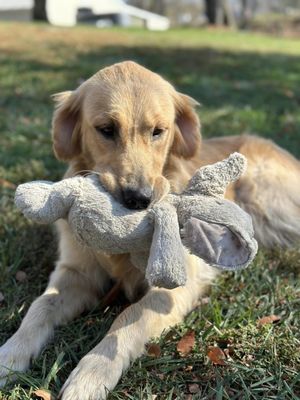 Temperament testing -we only breed for family-friendly puppies