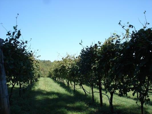 Gorgeous view of their crops.