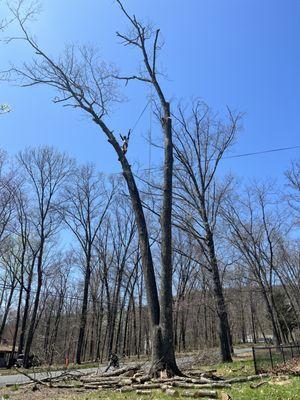 Tree removal