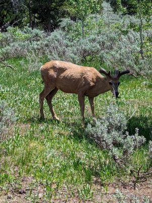 Mule deer