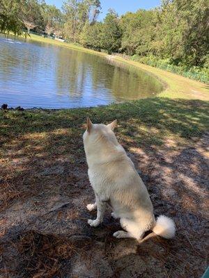 Lake and dog view