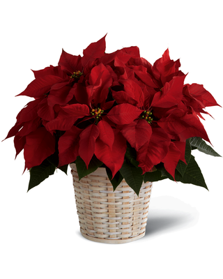 Poinsettia