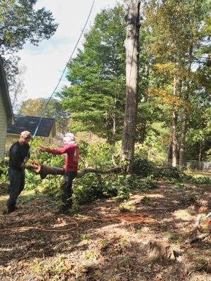 Removal of Oak Tree- Using rope to bring down large branches