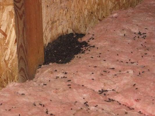 Bat guano on insulation in attic