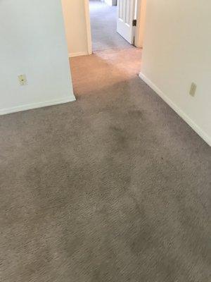 move in pics of carpet