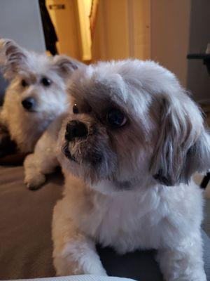 Side view of Max and Odie. Max was groomed and Odie got a bath. They smell wonderful. I can tell they are happy to be clean!