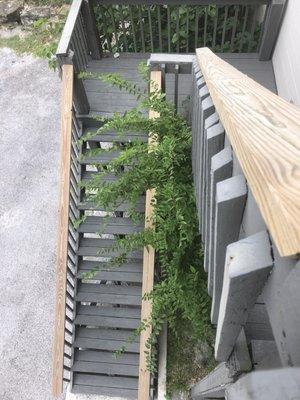 Trees growing through the steps