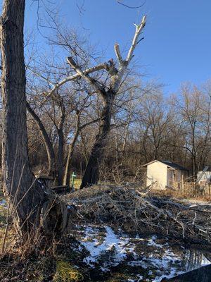 Tree cutting