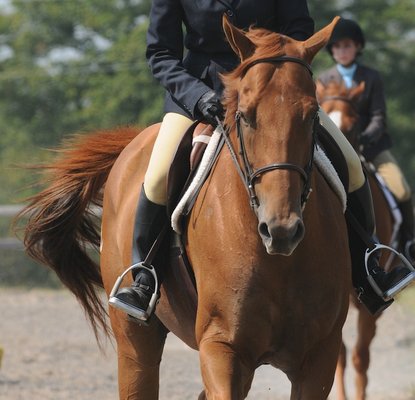 SaddleBack Equestrian