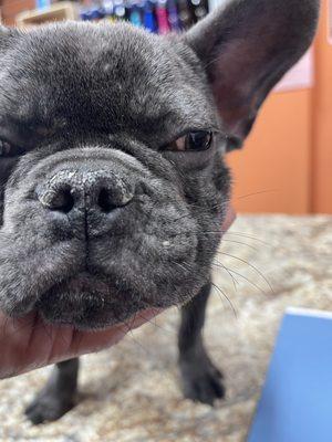 Crusting on the nose along with patchy Alopecia.