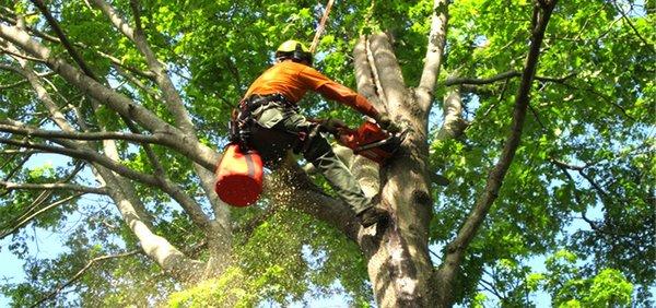 tree trimming el paso